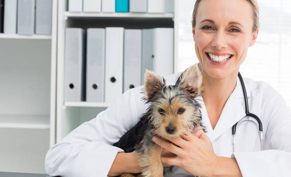 Veterinarian Care