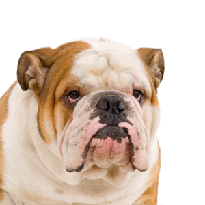 English Bulldog