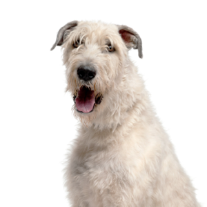 Irish Wolfhound