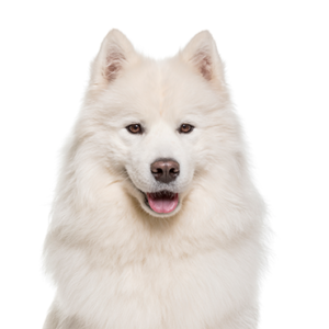 Samoyed