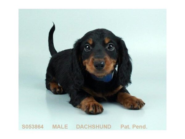 Dachshund DOG Male BLK & TN 794 Petland Gallipolis, OH