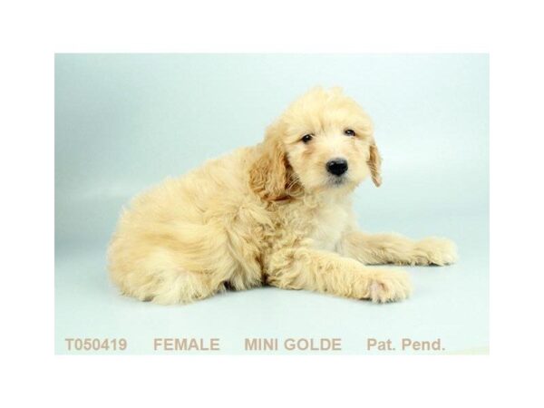 Miniature Goldendoodle DOG Female LT GLDN 805 Petland Gallipolis, OH