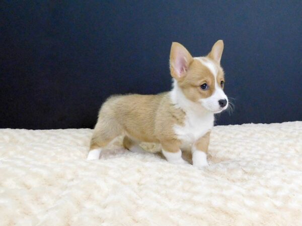 Pembroke Welsh Corgi DOG Female SABLE 807 Petland Gallipolis, OH