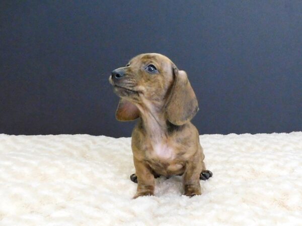 Dachshund DOG Male Brindle 806 Petland Gallipolis, OH