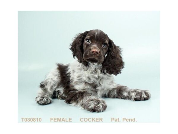 Cocker Spaniel DOG Female BR:RN 809 Petland Gallipolis, OH