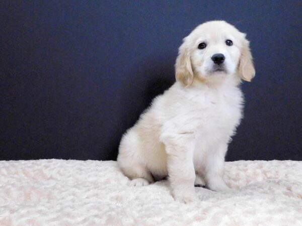 Golden Retriever DOG Female Golden 812 Petland Gallipolis, OH