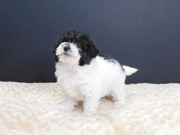 Poo Chon DOG Female brown white 816 Petland Gallipolis, OH