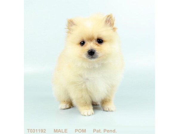 Pomeranian DOG Male ORG 821 Petland Gallipolis, OH