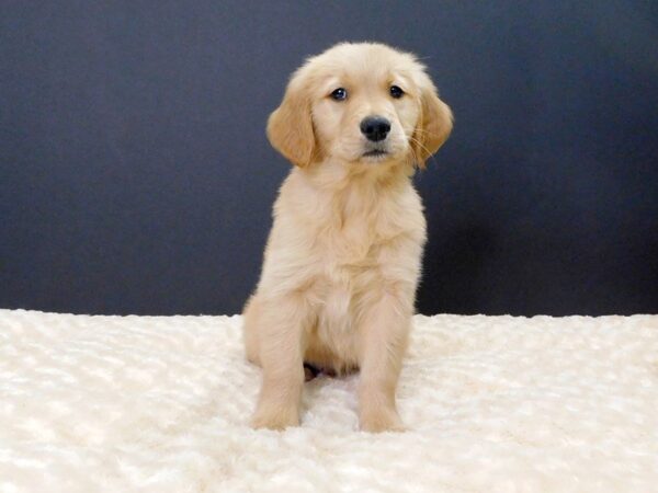 Golden Retriever DOG Male Gold 822 Petland Gallipolis, OH