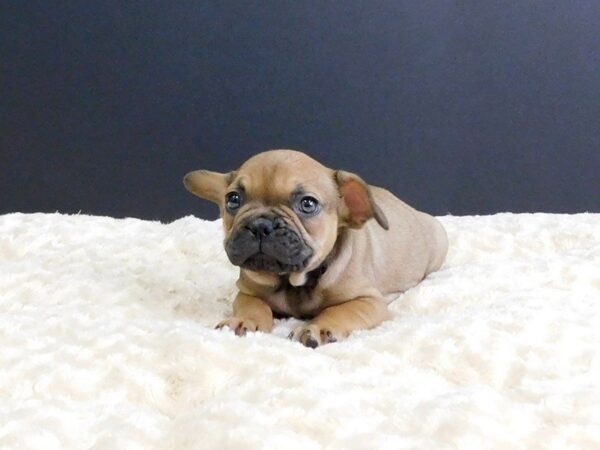 French Bulldog DOG Male FAWN 820 Petland Gallipolis, OH