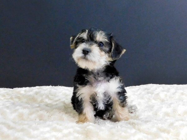 Morkie DOG Male BLACK TAN 814 Petland Gallipolis, OH