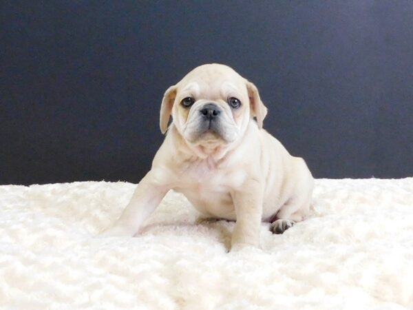 Bull Puggle DOG Female FAWN 819 Petland Gallipolis, OH