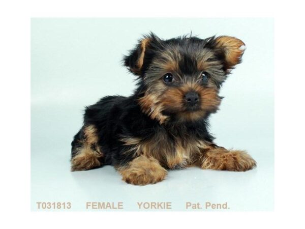 Yorkshire Terrier-DOG-Female-BLK & TN-823-Petland Gallipolis, OH