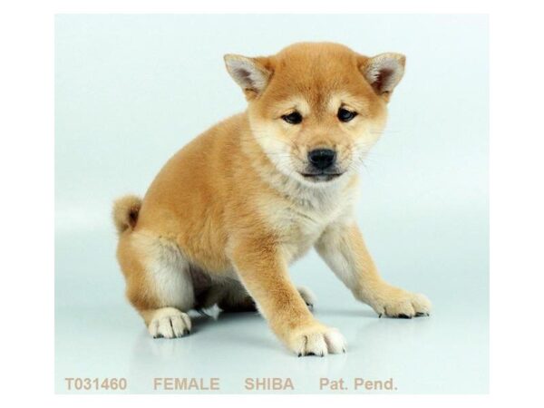 Shiba Inu DOG Female RD SESME 824 Petland Gallipolis, OH