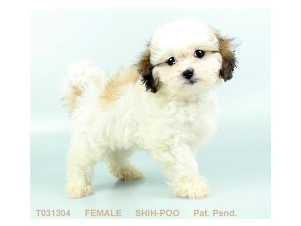 Shih-Poo DOG Female GLD & WH 825 Petland Gallipolis, OH