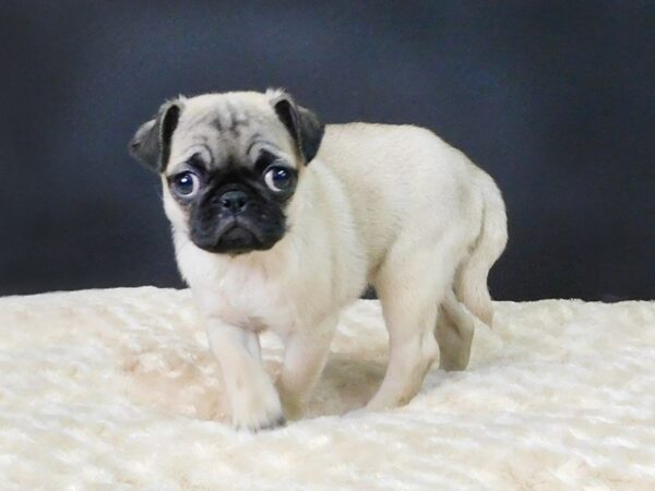 Pug DOG Female Fawn 826 Petland Gallipolis, OH