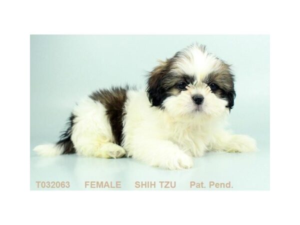 Shih Tzu DOG Female GLD & WH 833 Petland Gallipolis, OH