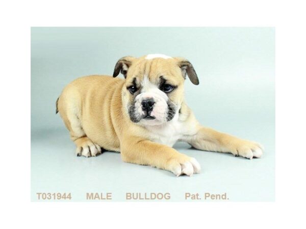 English Bulldog DOG Male FN:WH MKGS 834 Petland Gallipolis, OH