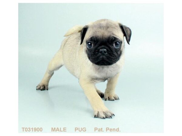 Pug DOG Male FN 835 Petland Gallipolis, OH