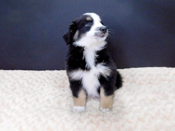 Mini Aussie DOG Female BLK TRI 828 Petland Gallipolis, OH