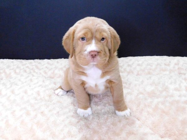 Mini Hippo DOG Female Buff & White 829 Petland Gallipolis, OH