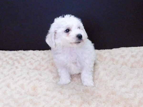 Teddy Bear DOG Male WHITE 830 Petland Gallipolis, OH