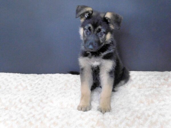 German Shepherd DOG Male Black & Tan 832 Petland Gallipolis, OH