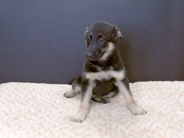 German Shepherd DOG Female Black and Tan 831 Petland Gallipolis, OH