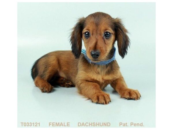 Dachshund DOG Female WLDBR 836 Petland Gallipolis, OH