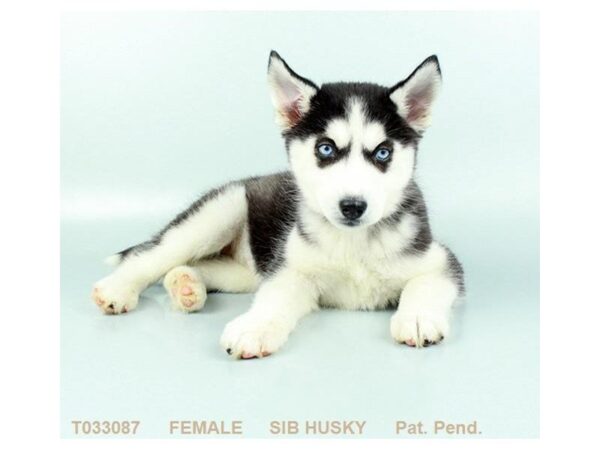 Siberian Husky-DOG-Female-BLK & WH-837-Petland Gallipolis, OH