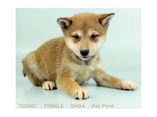 Shiba Inu DOG Female RD SESME 838 Petland Gallipolis, OH