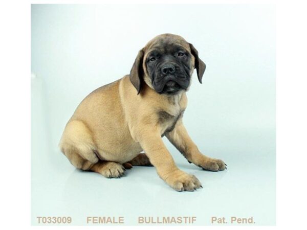 Bullmastiff DOG Female FN:BLK MSK 839 Petland Gallipolis, OH