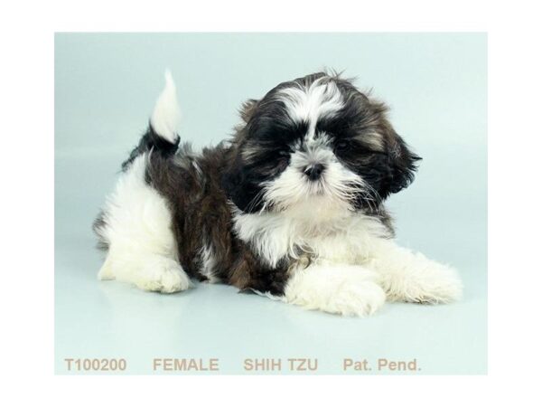 Shih Tzu-DOG-Female-BRDL & WH-840-Petland Gallipolis, OH