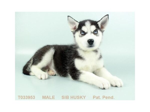 Siberian Husky DOG Male BLK & WH 841 Petland Gallipolis, OH