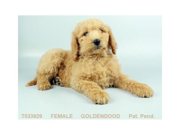 Goldendoodle-DOG-Female-GLDN-842-Petland Gallipolis, OH