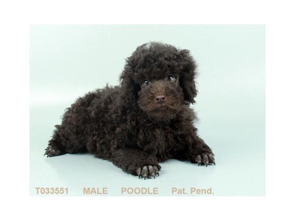 Poodle DOG Male BR 843 Petland Gallipolis, OH