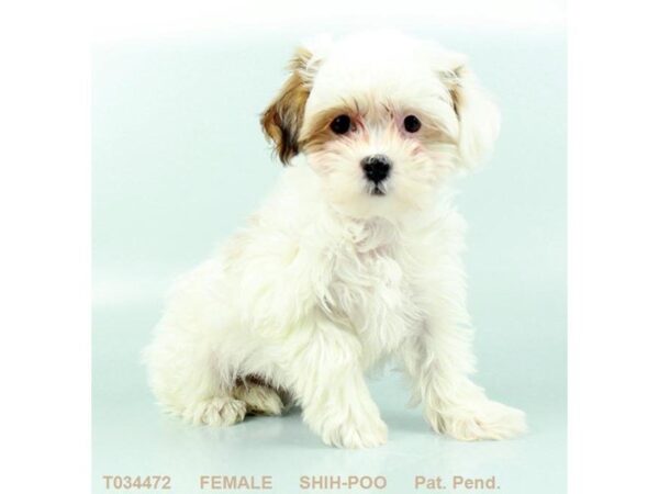 Shih-Poo-DOG-Female-GLD:PRTI-845-Petland Gallipolis, OH