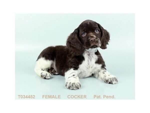 Cocker Spaniel DOG Female BR & WH 846 Petland Gallipolis, OH