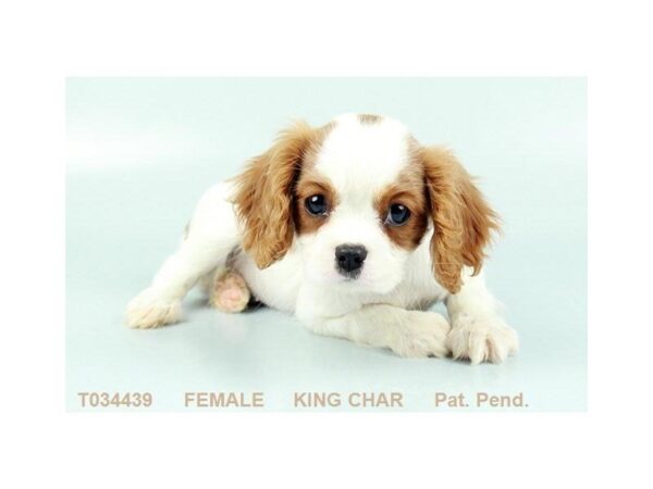 Cavalier King Charles-DOG-Female-BHEIM-847-Petland Gallipolis, OH