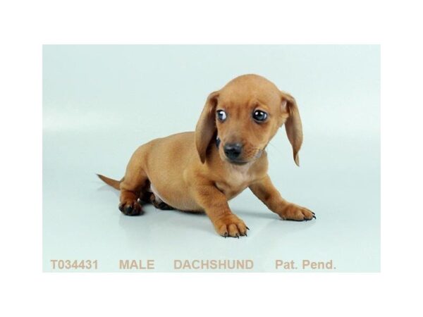 Dachshund DOG Male RD 848 Petland Gallipolis, OH