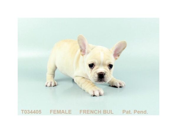 French Bulldog DOG Female CR 849 Petland Gallipolis, OH