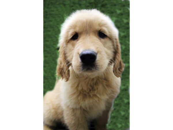 Golden Retriever DOG Female Golden 869 Petland Gallipolis, OH