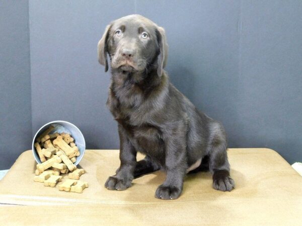 Labrador Retriever DOG Male choc 852 Petland Gallipolis, OH