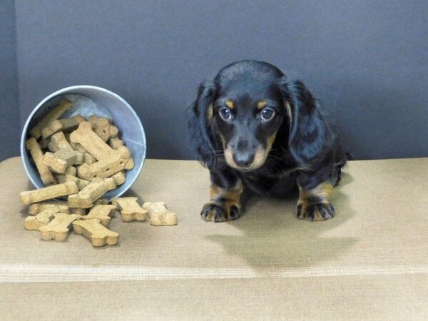 Dachshund DOG Male Black Tan 854 Petland Gallipolis, OH