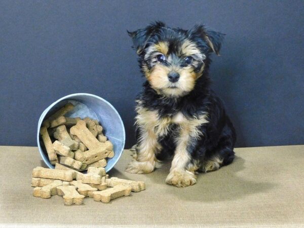 Yorkshire Terrier DOG Male BLACK TAN 855 Petland Gallipolis, OH