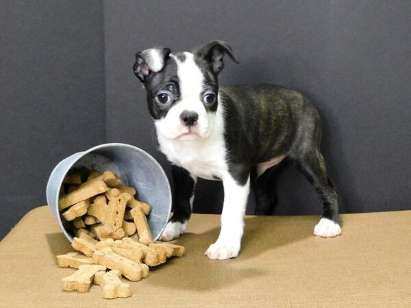 Boston Terrier DOG Male black wh 856 Petland Gallipolis, OH