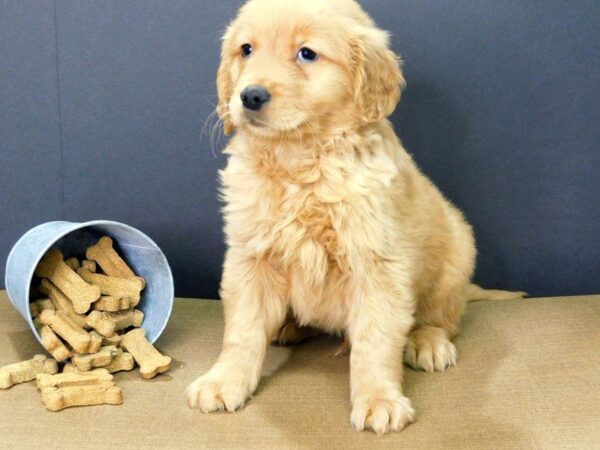 Golden Retriever-DOG-Male-golden-857-Petland Gallipolis, OH