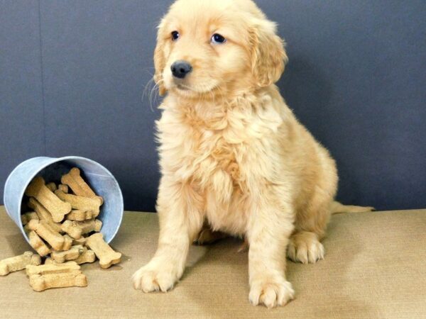 Golden Retriever DOG Male golden 857 Petland Gallipolis, OH