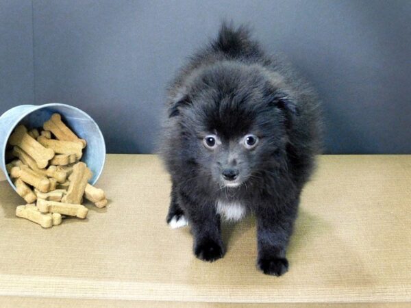 Pomeranian DOG Female Black 859 Petland Gallipolis, OH