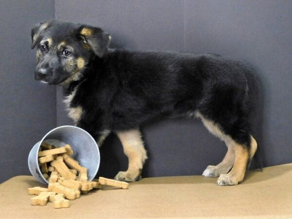 German Shepherd DOG Female Black Tan 850 Petland Gallipolis, OH